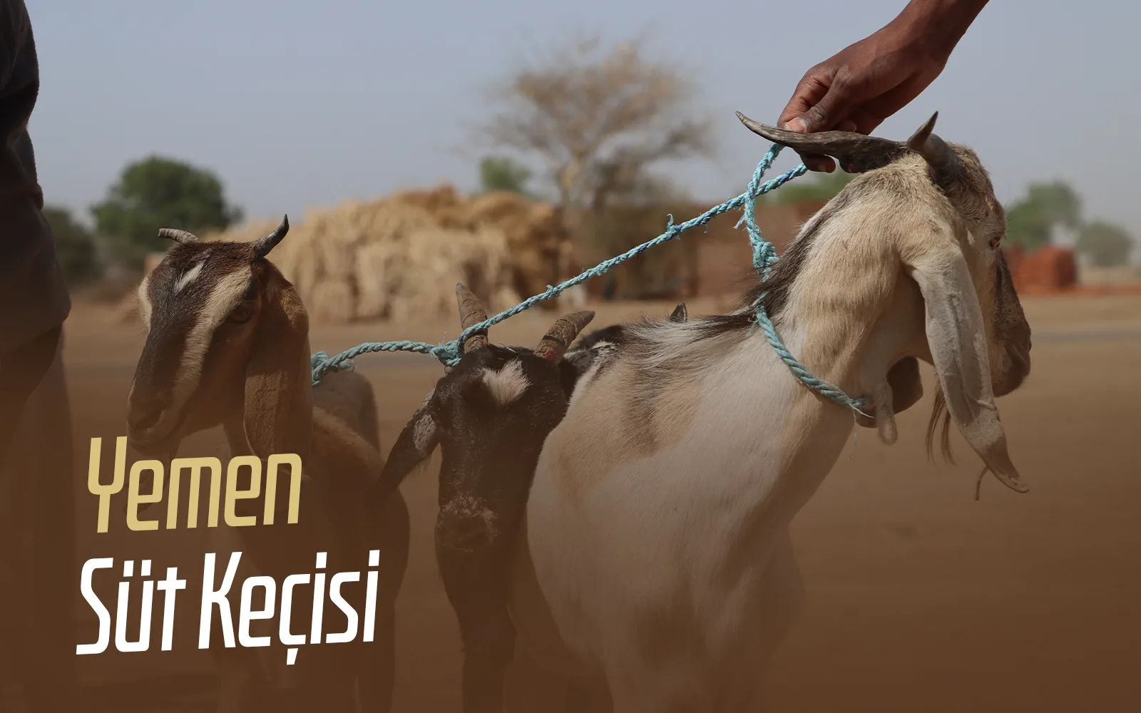 Süt Keçisi — Yemen